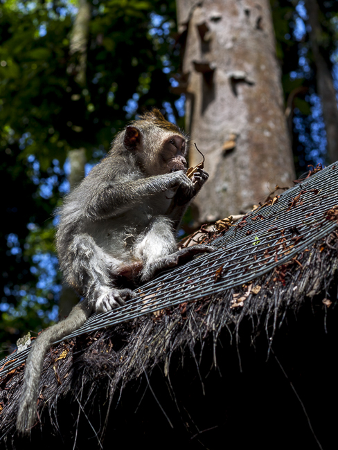 indonesia,bali,monkey,temple,cig-art,stephan trap