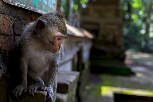indonesia,bali,monkey,temple,cig-art,stephan trap
